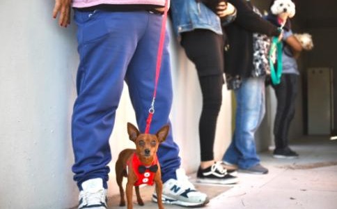 Cronograma de esta semana para castraciones y vacunaciones gratuitas en la ciudad