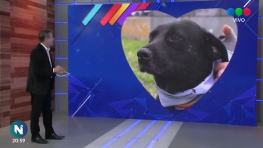 Conocé los animales de Perros Comunitarios Santa Fe que buscan una hogar