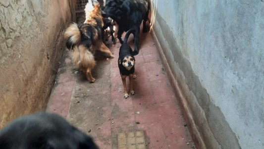 Denuncia por maltrato animal: el municipio rescató ocho perros de un domicilio particular