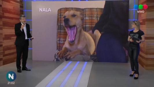 Cuáles son los animales de Perros Comunitarios Santa Fe que necesitan un hogar