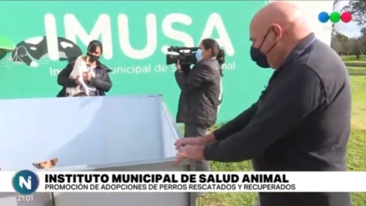 Desde el IMUSA invitan a adoptar perros rescatados y recuperados