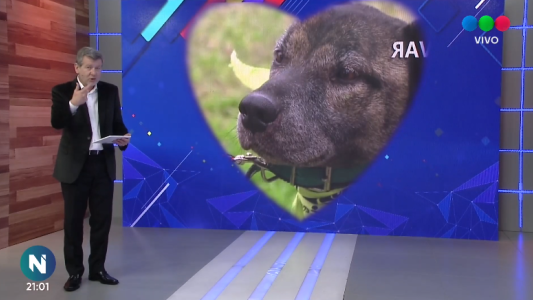 Ivar, Nala, Ángel y cachorros buscan un hogar