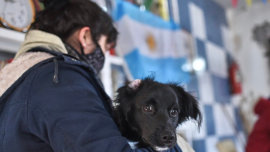 Continúa el cronograma de castración y vacunación para animales de compañía