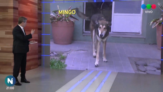 Estos son los perros que están buscando una familia