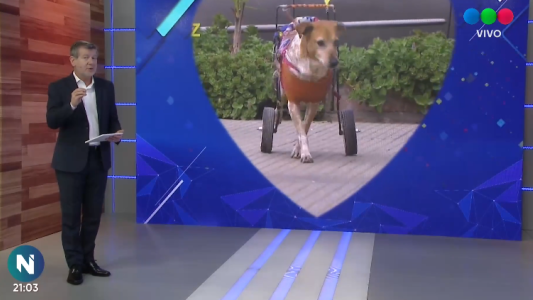 Perros comunitarias: Luz está buscando el amor de una familia