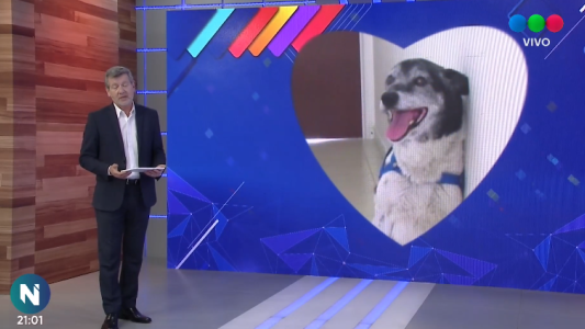 Josi, Mamba, Eva y muchos cachorros están buscando una familia