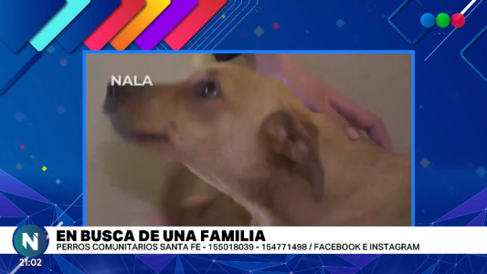 Ciro, Mingo, Nala y tres cachorritos buscan un hogar