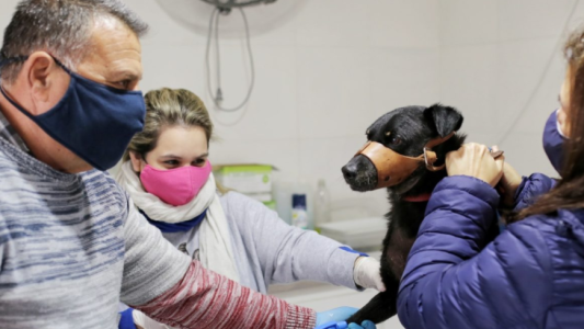 Castraciones y vacunación: cómo sigue la campaña gratuita en la ciudad