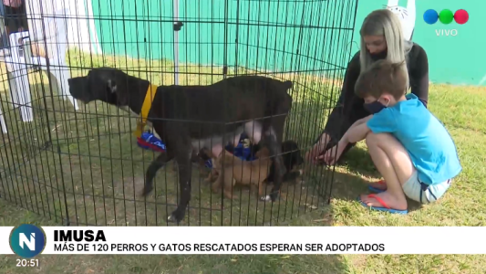 Alrededor de 120 perros y gatos rescatados esperan ser adoptados en el Imusa