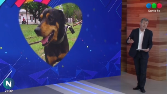 Dieguito, Iggui y Eva y su cachorro buscan una familia