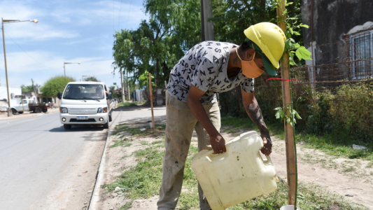 Se plantan casi 400 nuevos árboles en diferentes obras de la ciudad