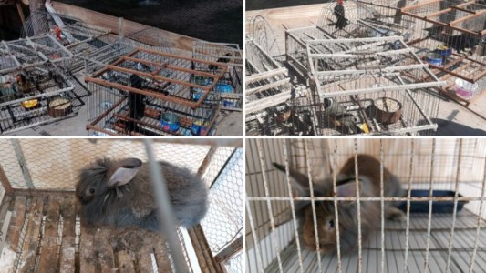 Rescataron 5 aves y 2 conejos enjaulados en un procedimiento en Colastiné Norte