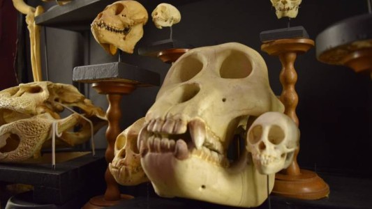 Noche de Misterio en el Museo Ameghino