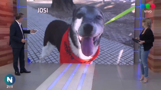 Josi, Pichu, Rony y Pupi están buscando un hogar