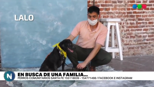 Perros comunitarios: Coqui, Lalo, Dulce y Terri aún esperan una familia