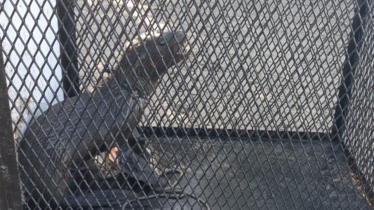 Berisso: rescataron a un pequeño lobo marino