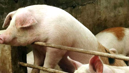 Declaran alerta sanitaria en todo el país por el virus de Peste Porcina Africana