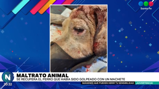 Miguel Ángel, el perro con el hachazo en la cabeza, busca una familia