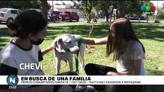 Estos perritos necesitan un hogar y mucho amor