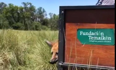 La particularidad en la liberación del aguará guazú número 50: se lo seguirá vía satélite