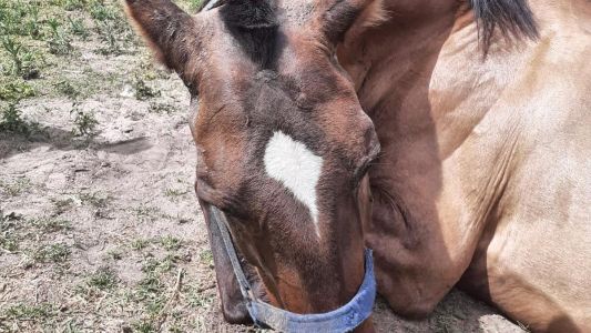 Rescataron a una yegua embarazada y con signos de maltrato: perdió su cría