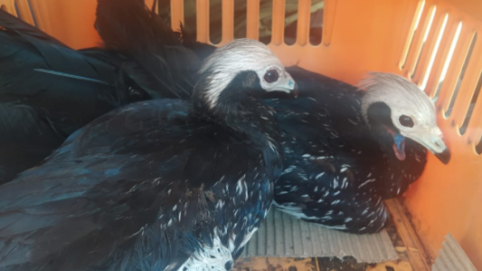 Rescatan en Rosario a dos aves exóticas y serán trasladadas a la Granja La Esmeralda