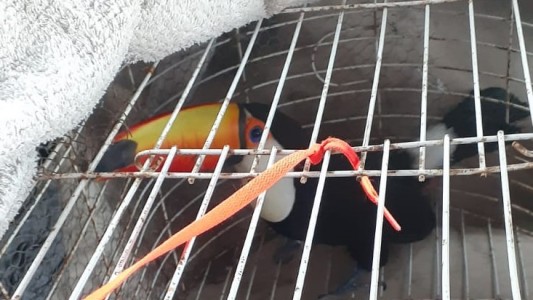 Rescataron un tucán en Alto Verde y lo trasladaron a la Granja La Esmeralda