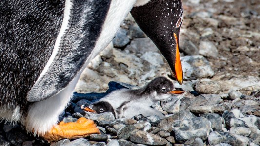 Ambientalistas presentan denuncia penal por el Ecocidio de Punta Tombo