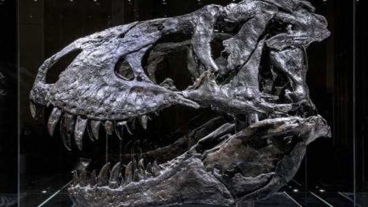 Los dinosaurios sufrían dolor de muelas