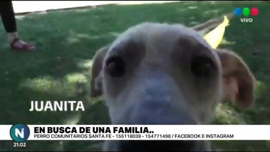 Miguelito, Juanita, Rony y Luna: Estos son los perros que están buscando una familia
