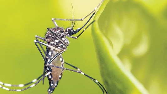 Aseguran que la restricción de circulación redujo un posible aumento de casos de Dengue