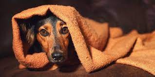 Mascotas y pirotecnia: recomendaciones para tener en cuenta