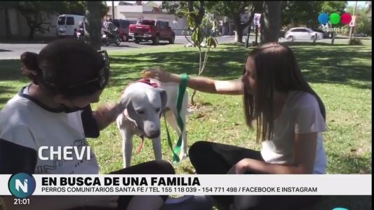 Perritos comunitarios Santa Fe: quiénes buscan una famila