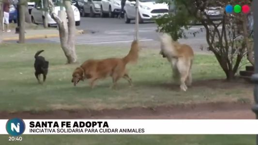 Santa Fe Adopta: Este domingo en la Costanera se podrá conocer a los animales que buscan una familia