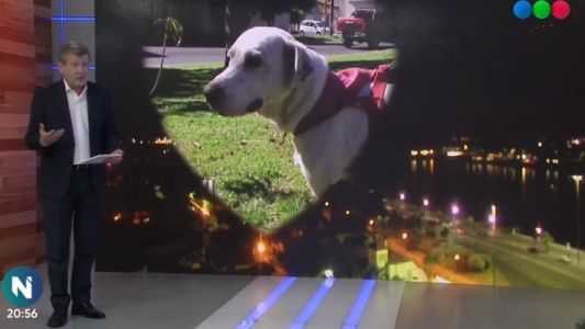 Chevi, Pampito, Suri y Dalton esperan una familia que los adopte