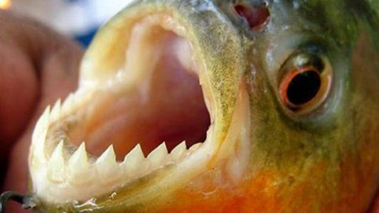 Recomendaciones por la presencia de palometas