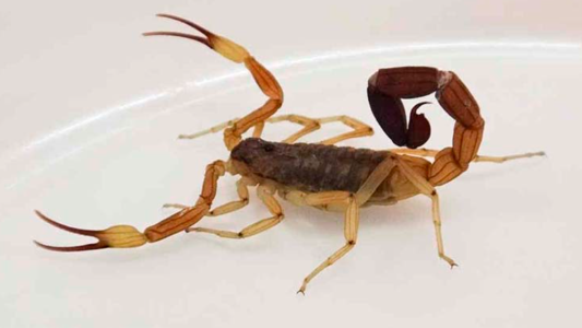 Internaron a una nena por una triple picadura de un alacrán