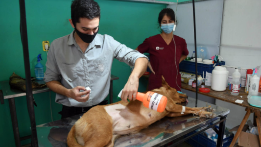 En 2021, el municipio realizó más de 20 mil castraciones a animales de compañía