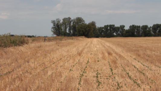 Cómo cumplió Santa Fe la Ley de Fitosanitarios en 2021