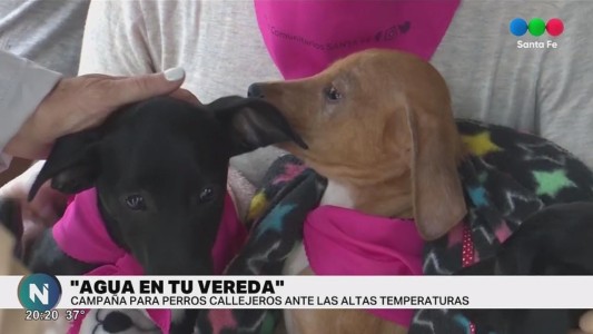 Solicitan colocar agua fresca en las veredas para los animales que viven en la calle