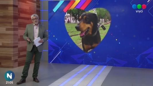 Perros Comunitarios: Exo, Miguelito, Olivia y Dalton están en busca de una familia