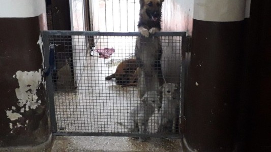 La Municipalidad rescató a tres animales que se encontraban en una vivienda abandonada