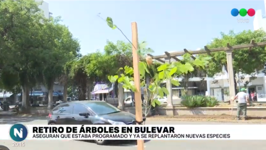 Nuevo arbolado en Boulevard: "Está dentro de un plan de trabajo de mantenimiento"