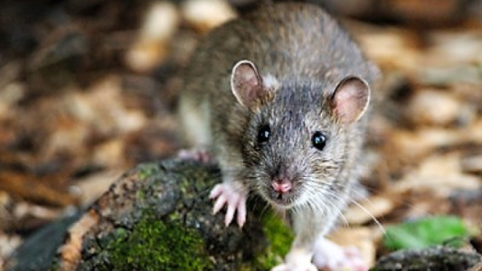 Se detectaron tres casos de leptospirosis en el CAF de Las Flores