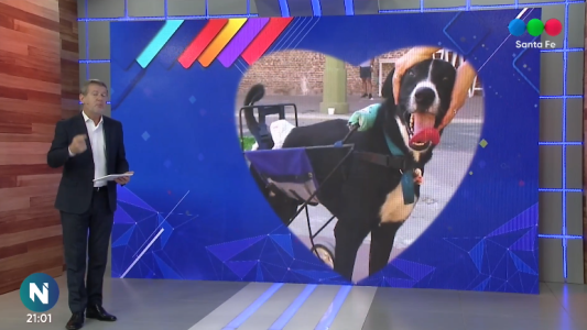 Perros Comunitarios: Miguelito, Mumú, Ivar y Alfredito están en busca de una familia