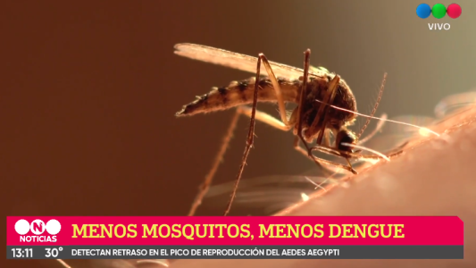 Detectan un retraso en el pico de reproducción del mosquito que transmite el dengue