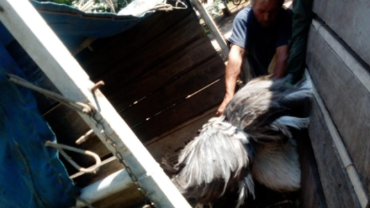 Rescatan ñandúes en cautiverio en una vivienda del norte de la ciudad