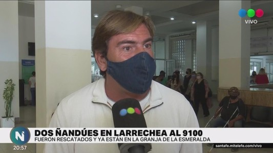 Rescataron dos ñandúes en el norte de la ciudad