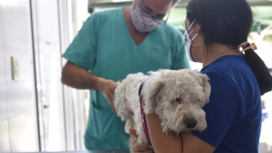 En marzo, continúa el cronograma de castración animal