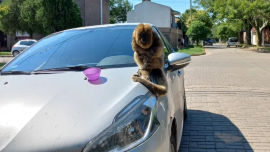 Un mono se escapó por los árboles de la Granja La Esmeralda